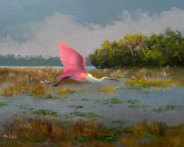 Spoonbill in Flight