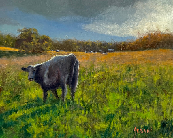 Cow in the Field