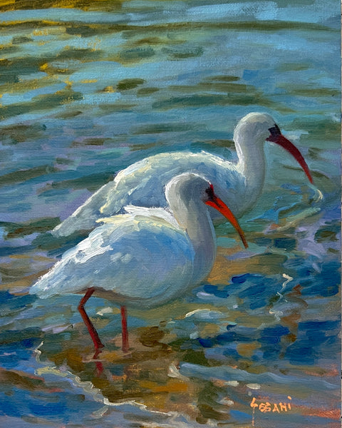 White Ibis Wading