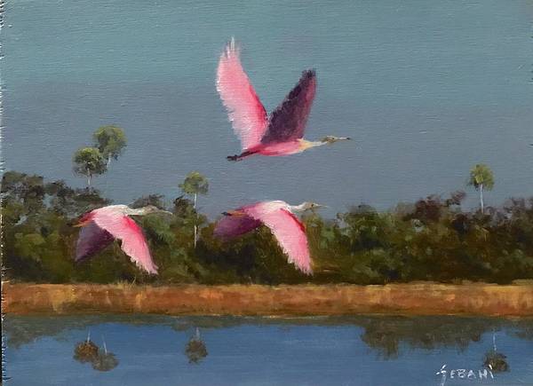 Florida Spoonbill wildlife art  - Art Print