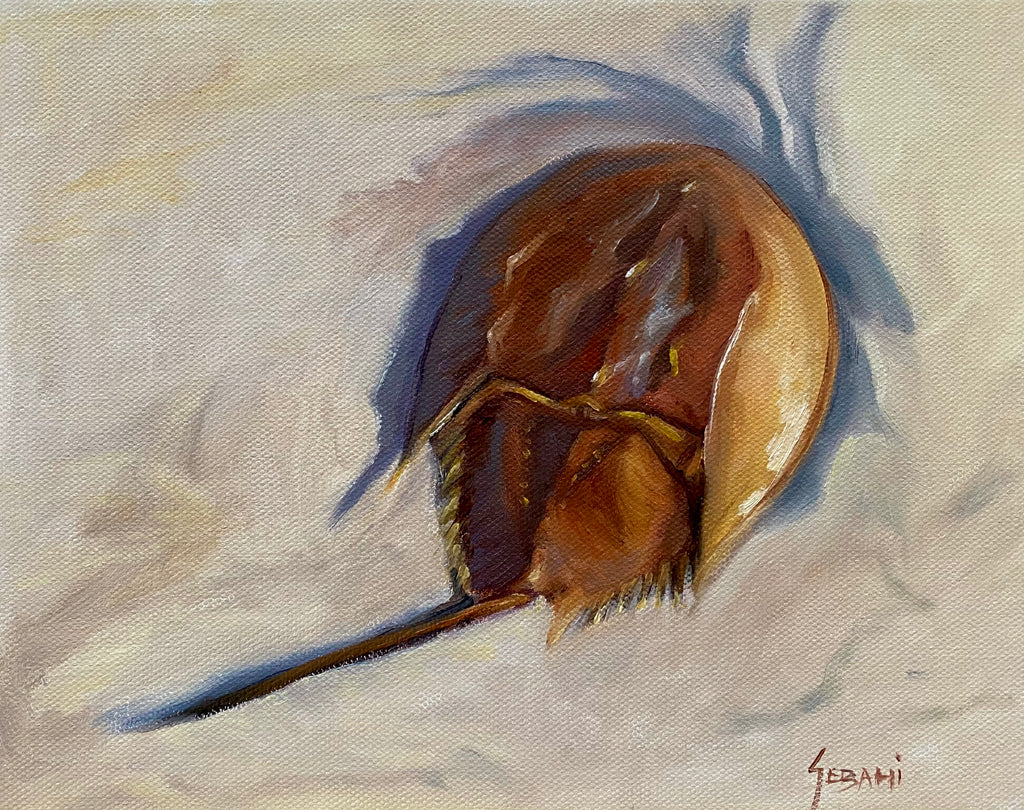 Horseshoe  Crab Marine Wildlife Animal Still life