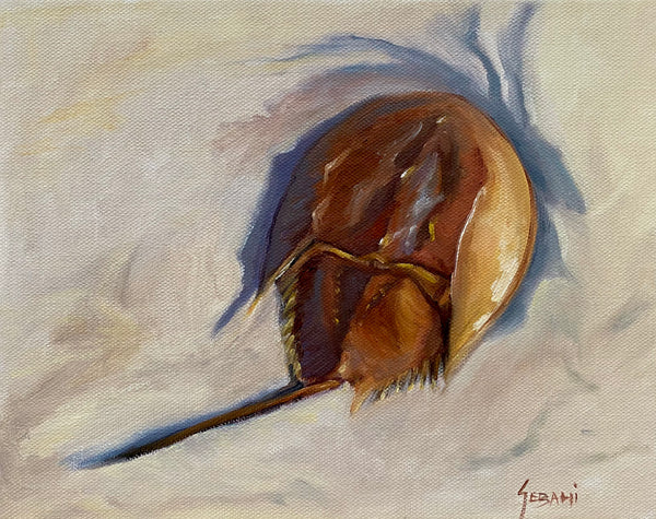 Horseshoe  Crab Marine Wildlife Animal Still life