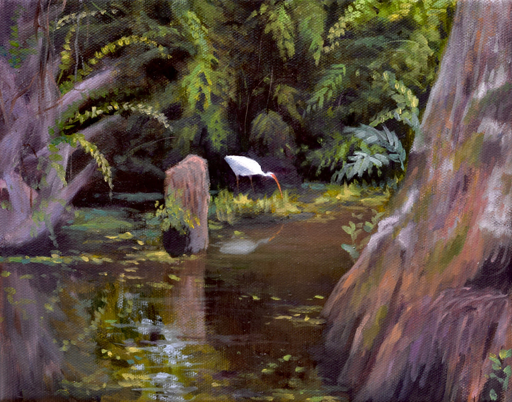 Ibis at Riverbend Park, Florida landscape. Original!