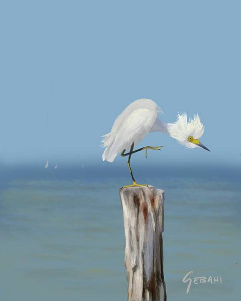 Snowy Egret Posing - Art Print